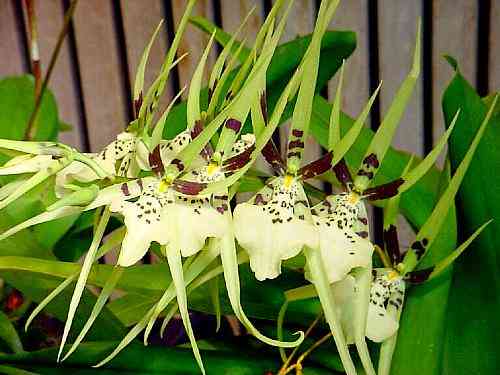 Brassia Rex 'Sakata'